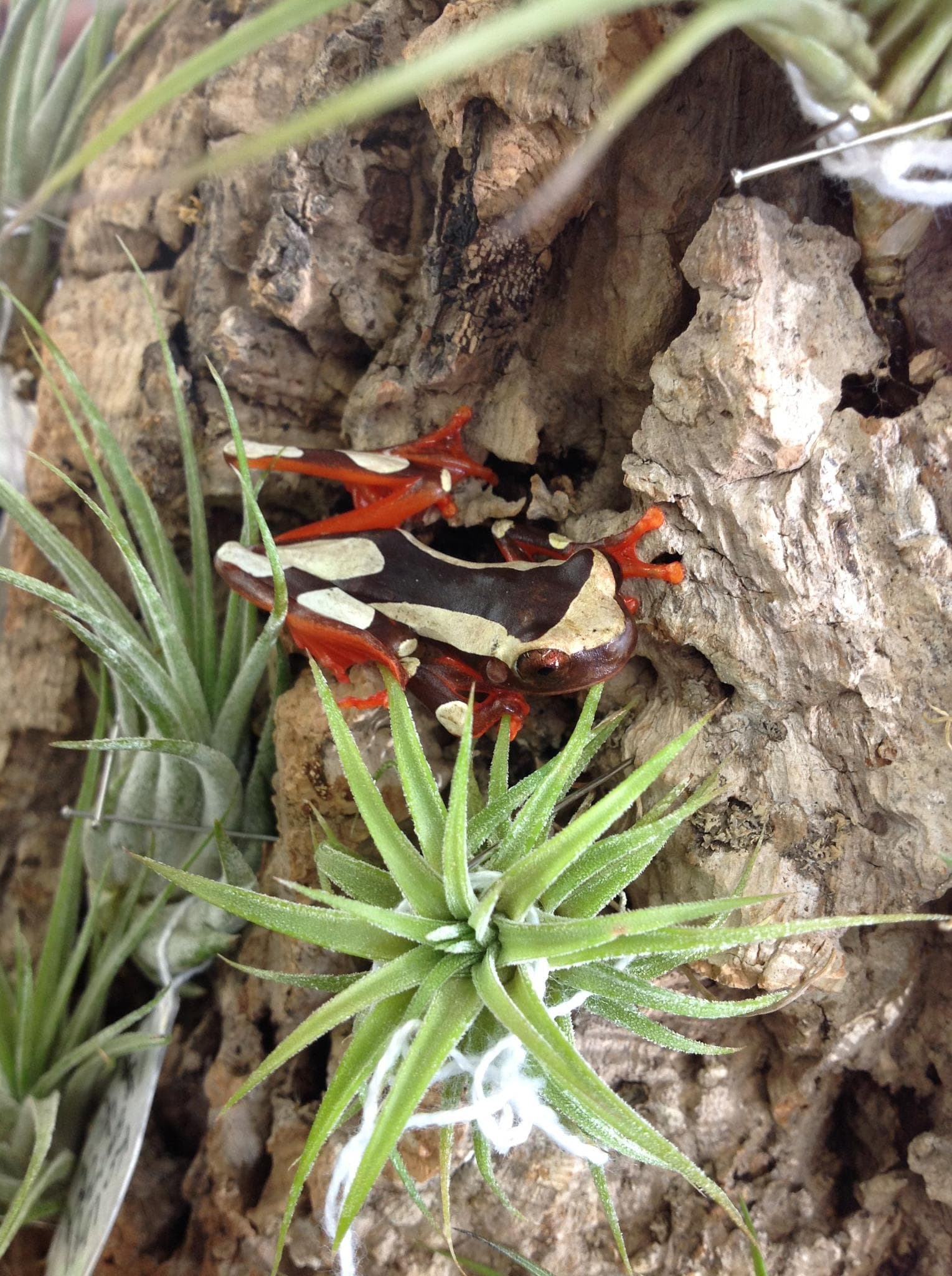 Purchasing Reptiles