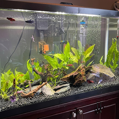 Joe's planted tank setup